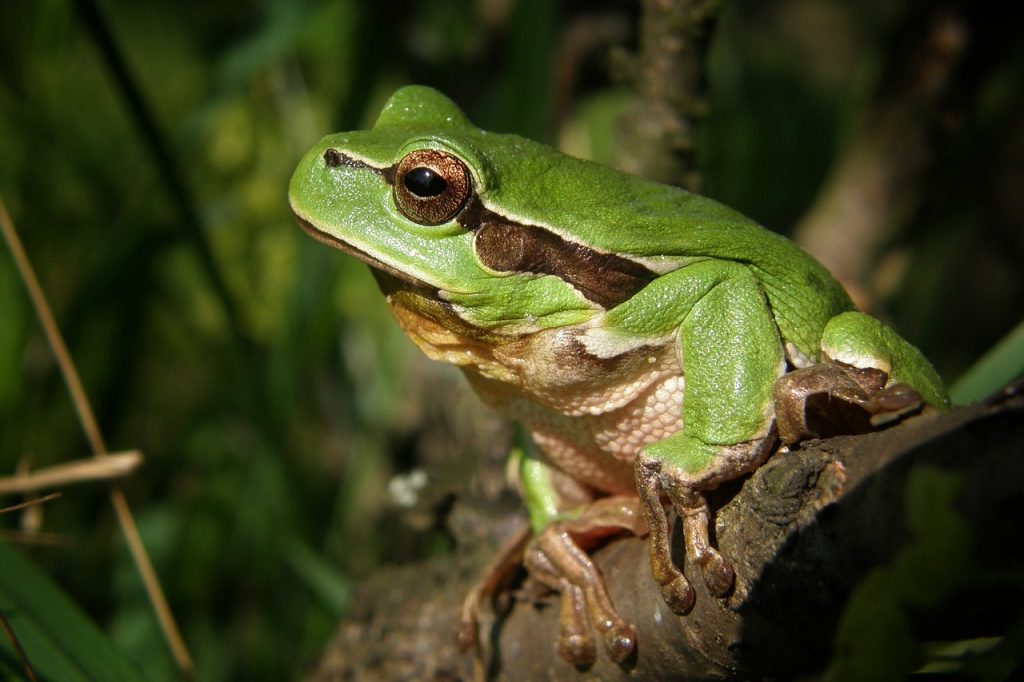 Sales Success - The Story of the Frog